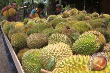 Agar hasil panen durian naik, Bintan sukuran bubur durian
