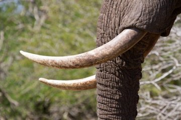 Hong Kong sita 7,2 ton gading gajah