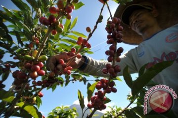 PANEN KOPI ROBUSTA