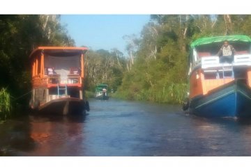 Kunjungan wisnus lampaui wisman di Tanjung Puting