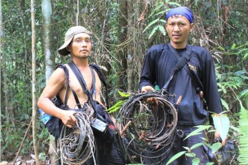 Relawan bersihkan hutan Bengkulu dari jerat harimau