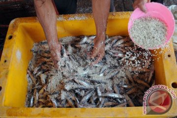 Pedagang ikan asin keluhkan penurunan omzet