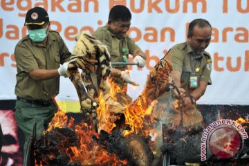 Bangkai harimau Sumatera Taman Rimba Jambi dibakar