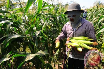 Petani jagung panen dini di Aceh Tenggara
