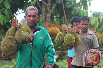 Ilmuwan ungkap asal bau tajam durian