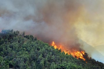 Seorang tewas dalam kebakaran hutan di Aljazair Utara