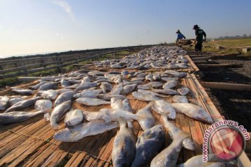 Pemerintah Pusat berupaya meningkatkan konsumsi ikan per kapita