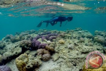 LIPI paparkan capaian program rehabilitasi terumbu karang