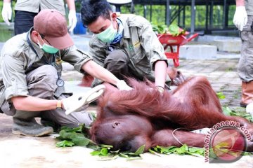 Orangutan dari Kuwait kembali ke Kalteng