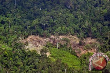 Indohun: dibutuhkan riset kesehatan dampak deforestasi