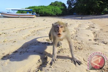 Monyet rusak isolator jaringan PT PLN di Gunungsitoli