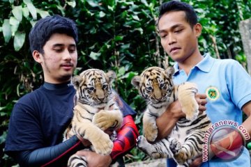 Keponakan Raffi Ahmad jadi orangtua asuh harimau KBB