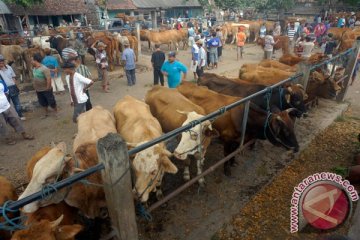 Pedagang hewan kurban di Palembang mulai bermunculan