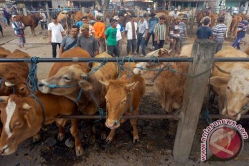 Tim kesehatan hewan kurban sasar pasar ternak