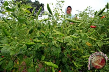 Cabai rawit di Teluk Wondama Papua Barat capai Rp100 ribu/kg