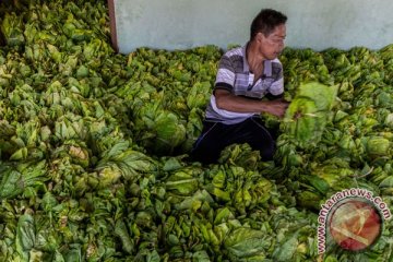 ITGA deklarasikan keberlanjutan usaha tani tembakau di Lombok