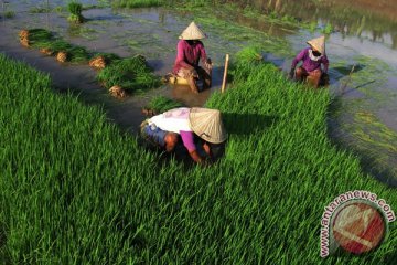 Padi ciherang aromatik, inovasi bioteknologi dari Balitbang Pertanian