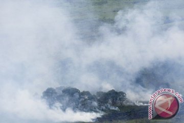 BPBD: dua hektare hutan Gunung Cikurai terbakar