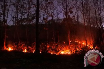 Kawasan hutan produksi di Kotabaru terbakar