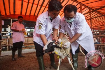 Yogyakarta libatkan 200-an mahasiswa kedokteran hewan periksa daging kurban