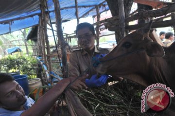 Dinas Pertanian Palembang tertibkan praktik dokter hewan tak berizin
