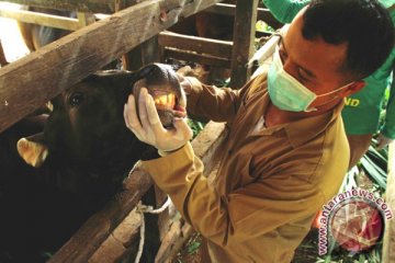 Kotabaru waspadai hewan kurban terjangkit penyakit "zoonosis"