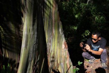 Gandeng Pemkab Bogor, Korindo jadi perusahaan pertama bangun hutan kota