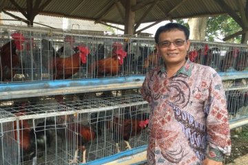 Kementerian Pertanian atasi gejolak harga telur ayam di Blitar