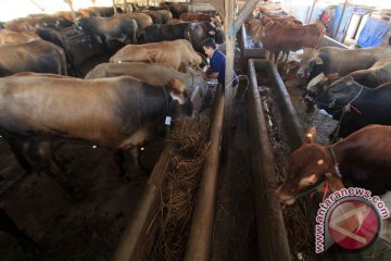 Kebutuhan hewan kurban Surabaya capai 2.000 sapi