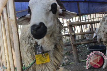 LAYAK HEWAN QURBAN