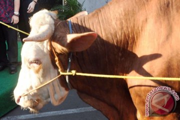 Sapi kurban Presiden disalurkan ke daerah minus