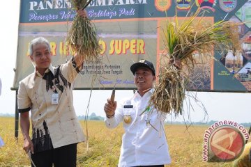 Gubernur Jateng lakukan panen raya padi "jarwo" 