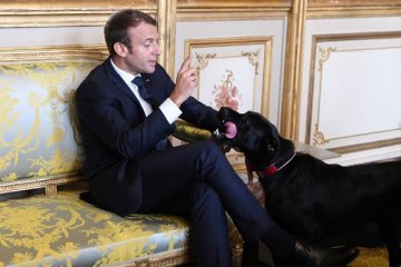 Ulah anjing Presiden Prancis picu kehebohan