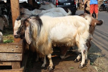 Jenis kambing kurban termahal di Tanah Abang