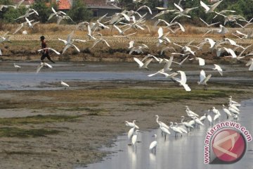 Lebih dari 120 burung mati di tambang pasir minyak Kanada