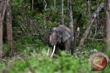 Gajah berkeliaran di permukiman dikembalikan ke habitat