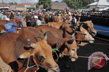 Pemerintah bantu ternak sapi dua kabupaten Sulbar