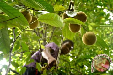 Harga komoditi pala stabil di Aceh