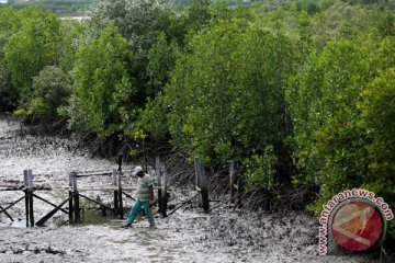 Pegiat lingkungan tanam mangrove di Aceh Timur