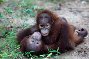 Bayi orangutan Sumatera tiba di pusat satwa liar Thailand