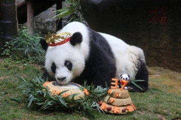 Panda tertua di dunia mati pada usia 37 tahun