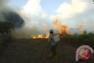 Dua hektare tanaman cabai di Hulu Sungai Selatan ikut terbakar