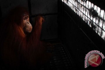 Pemberi rokok ke orangutan dituntut minta maaf