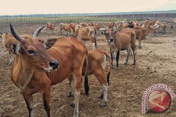 Perusahaan Brasil perluas pembibitan sapi di Sumba