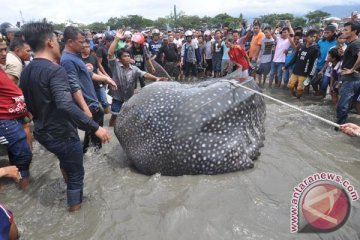 Hiu terdampar di  Parangkusumo Bantul