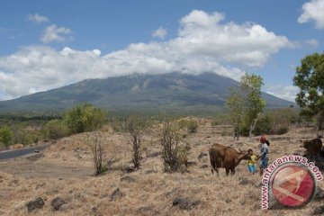 UGM dirikan posko pengungsian ternak korban Gunung Agung