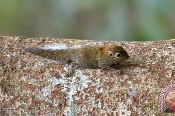 Dikembangkan, 36 titik geopark di Meratus