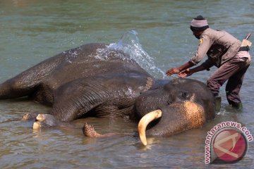 Dilema gajah dan manusia (2)