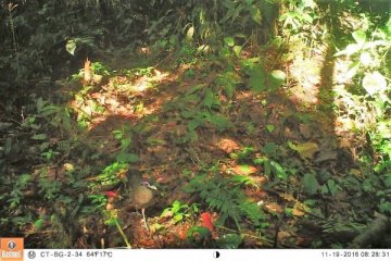 TNBG tangkap penampakan enam spesies terancam punah, termasuk burung tokhtor sumatera