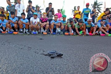 Melihat pelepasan tukik di pantai selatan Jabar